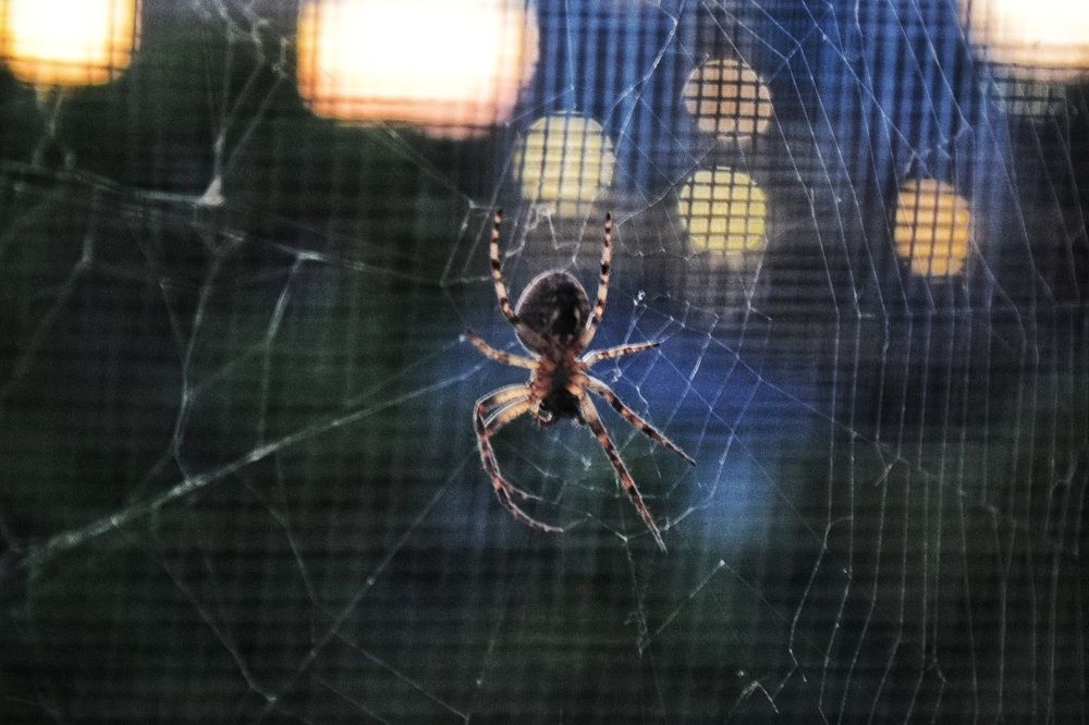 Фотография автора Дана Богинская