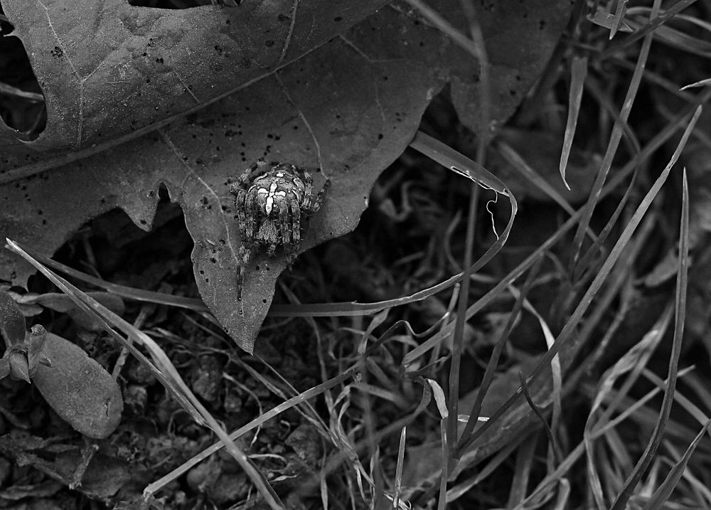 Photograph by Мария Попова