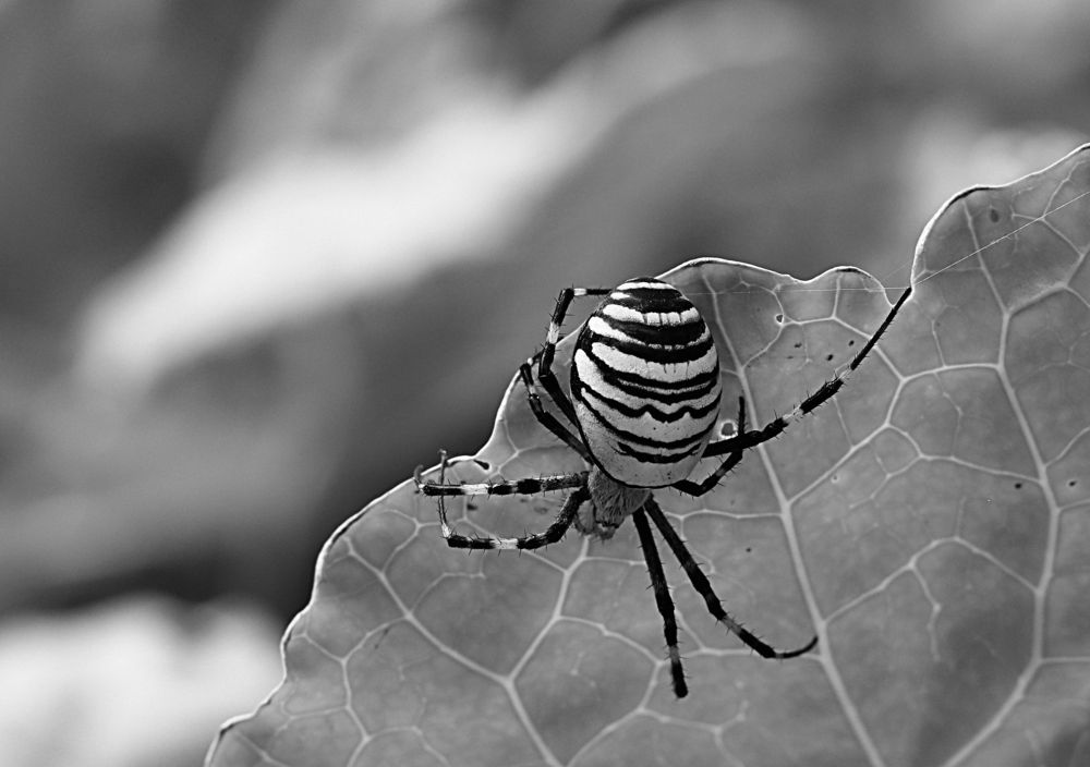 Photograph by Мария Попова