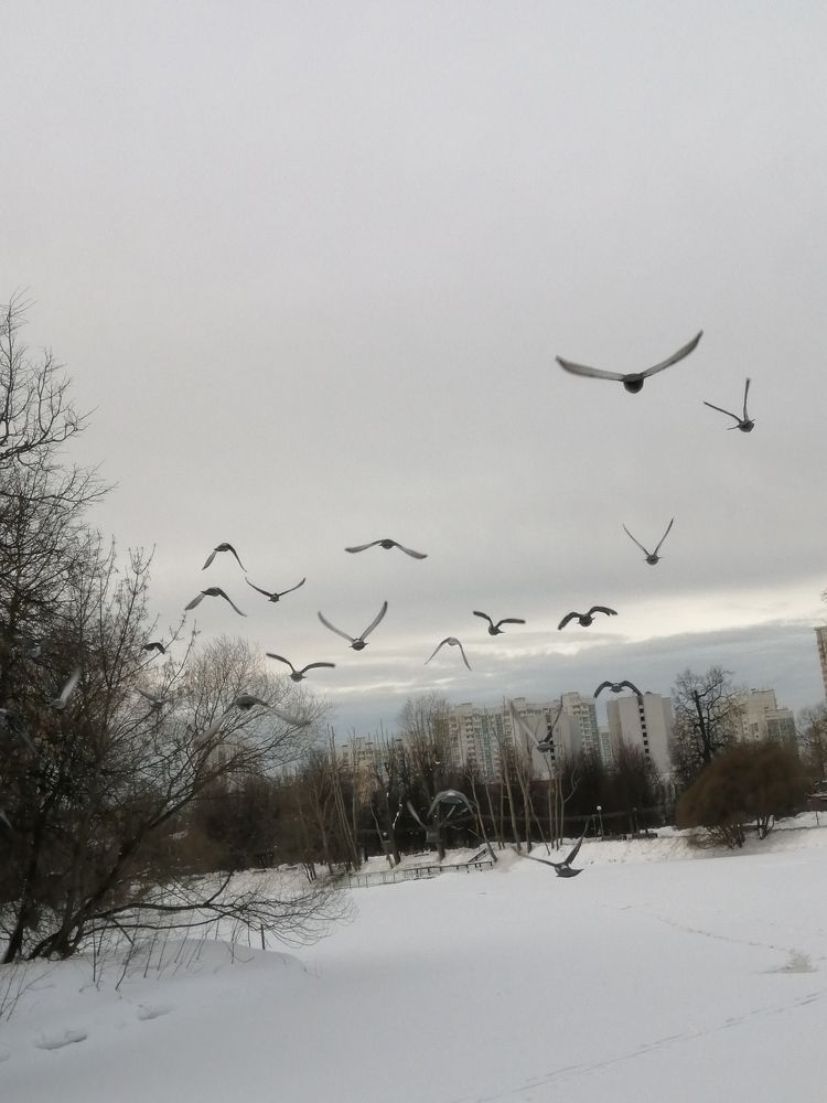 Photograph by Светлана Веселовская