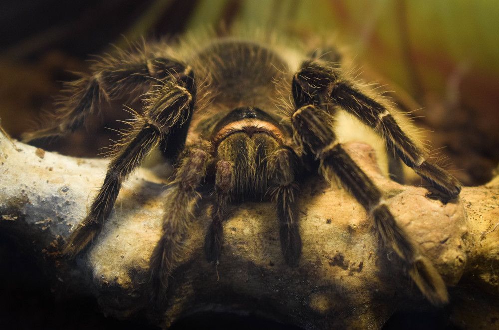 Photograph by Алена Менщикова