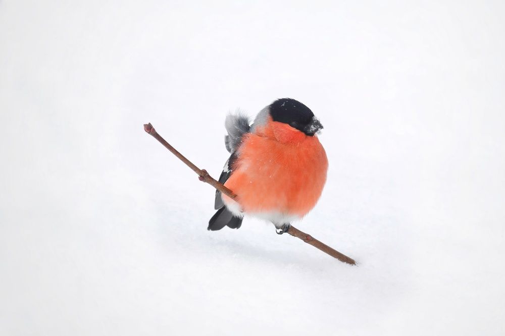 Photograph by Владимир Борозенец