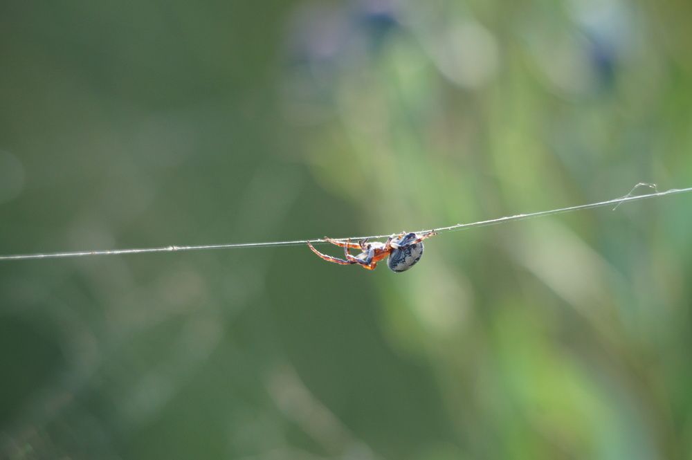 Photograph by Сергей Лебедев