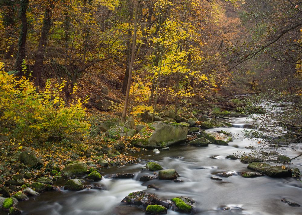 Природа в Гарце.