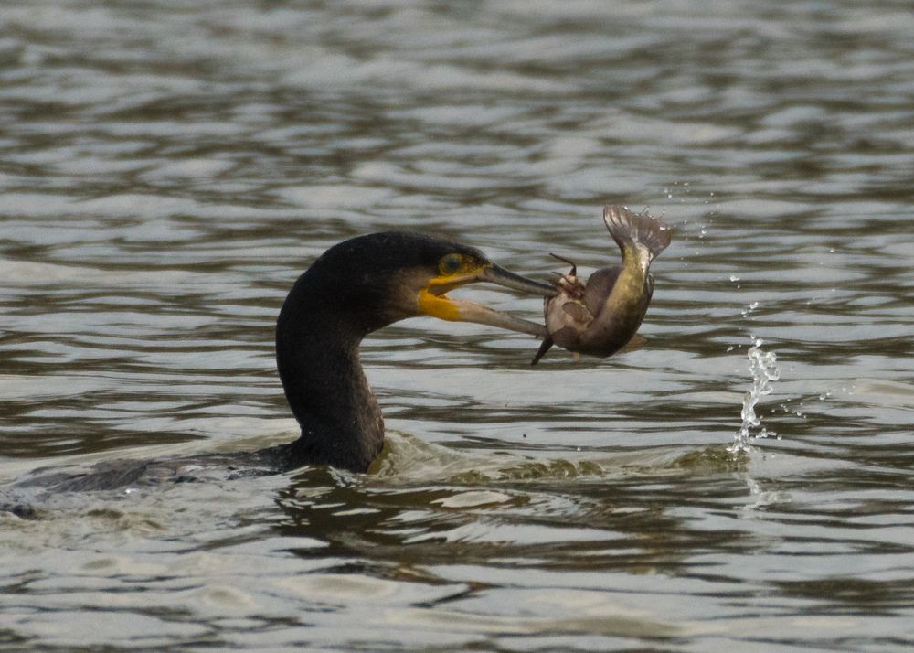 Баклан с добычей.