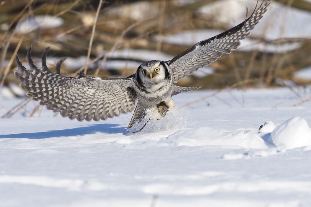 Ястребиная сова