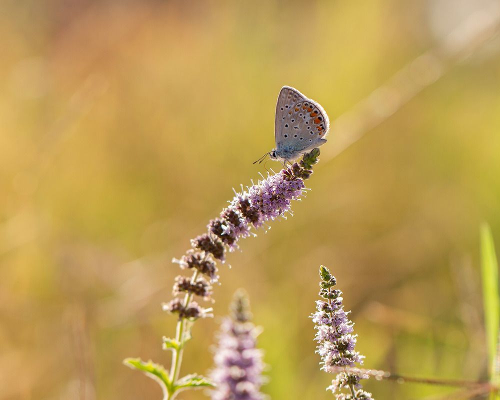 Photograph by Станка Петрова