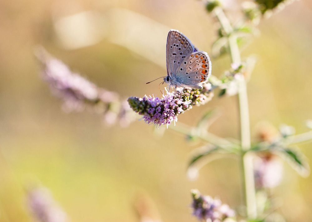 Photograph by Станка Петрова