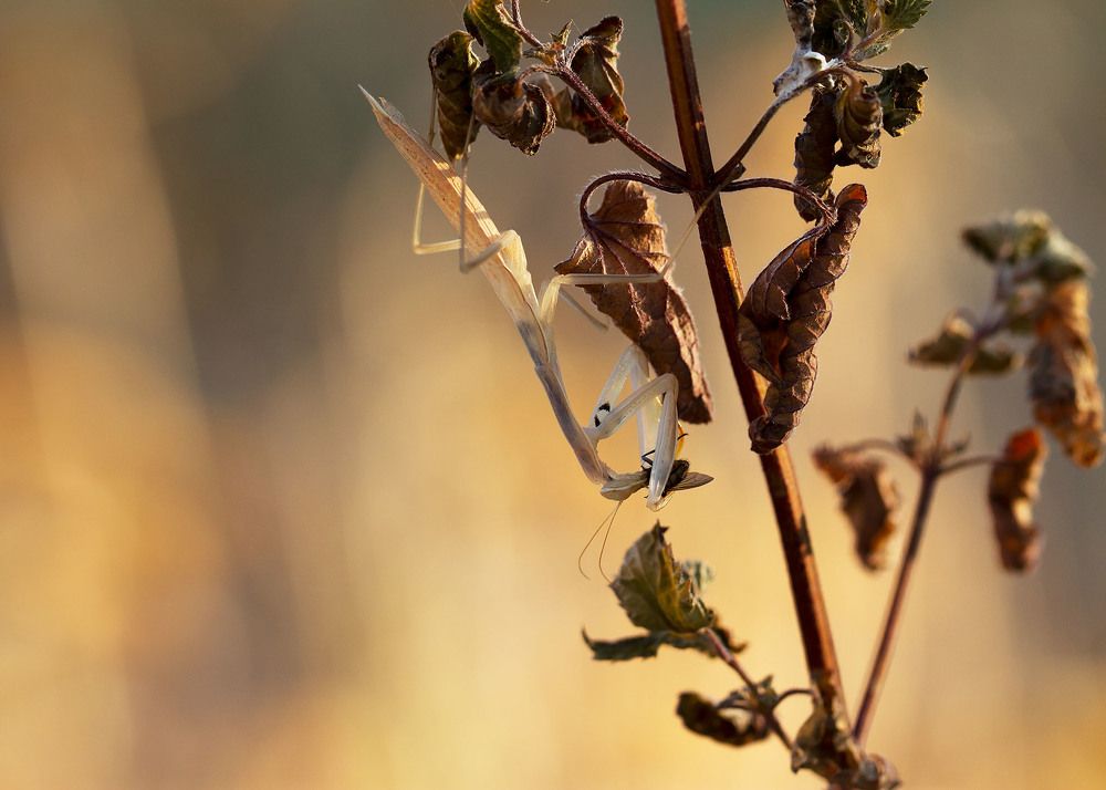 Photograph by Станка Петрова