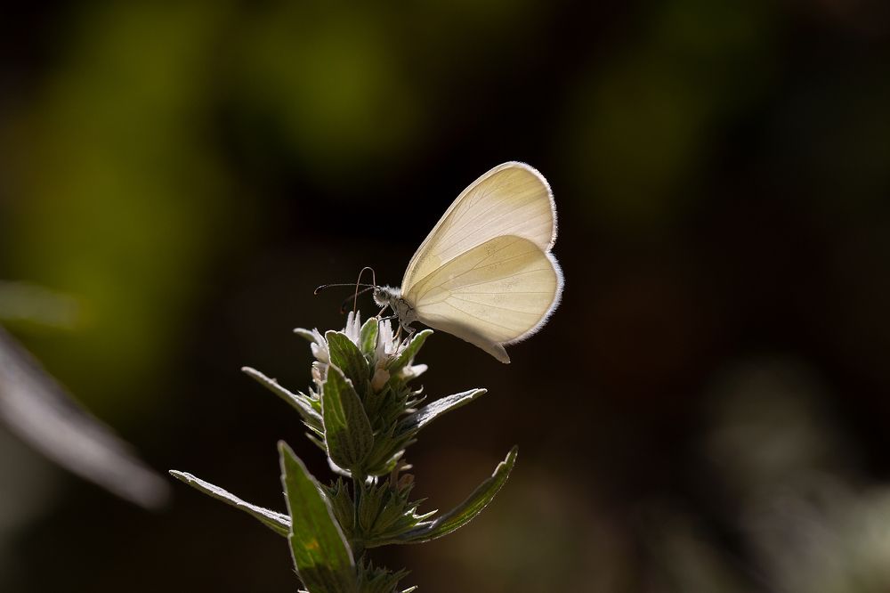 Photograph by Станка Петрова