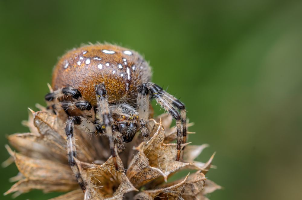 Фотография автора Сергей Чебанов