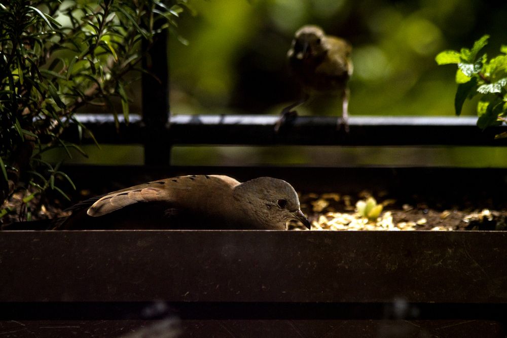 Photograph by Carla Salanova