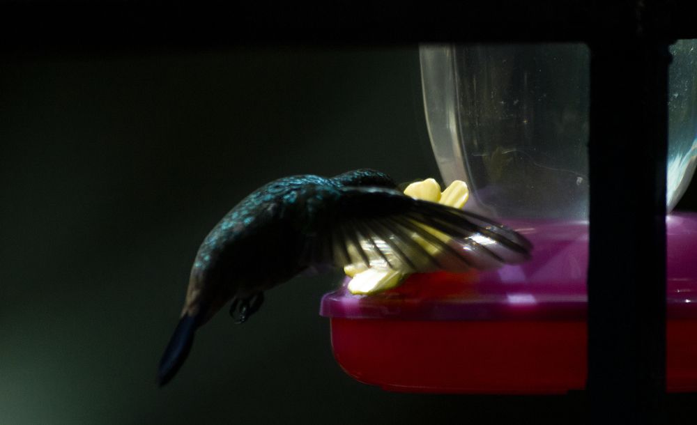 Photograph by Carla Salanova