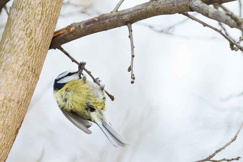 Фотография автора Мария Уланова