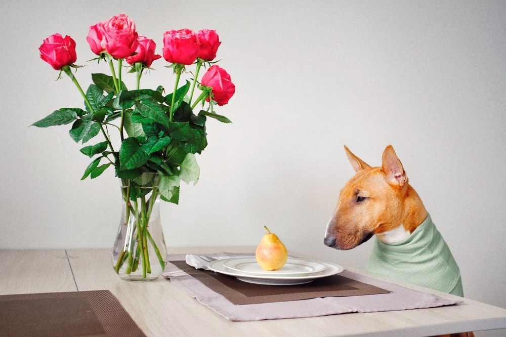 Photograph by Ольга Коцюрбий