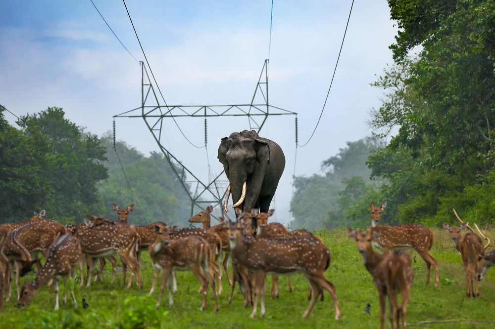 Photograph by Jeevan