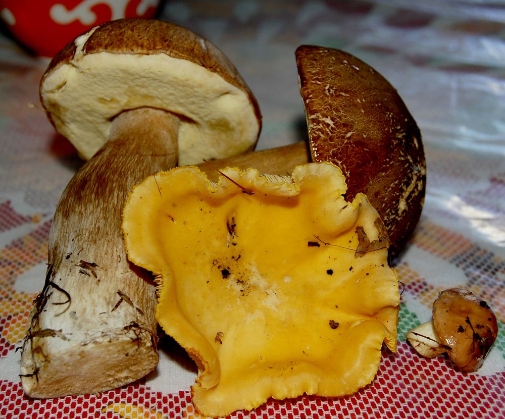 Фотография автора Анатолий Мацеля