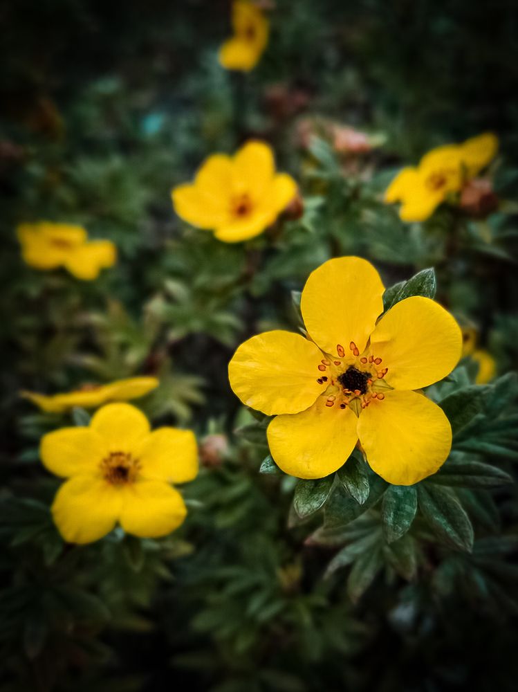 Осенние цветы