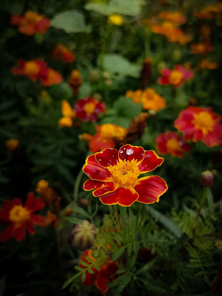 Осеннее чудо.