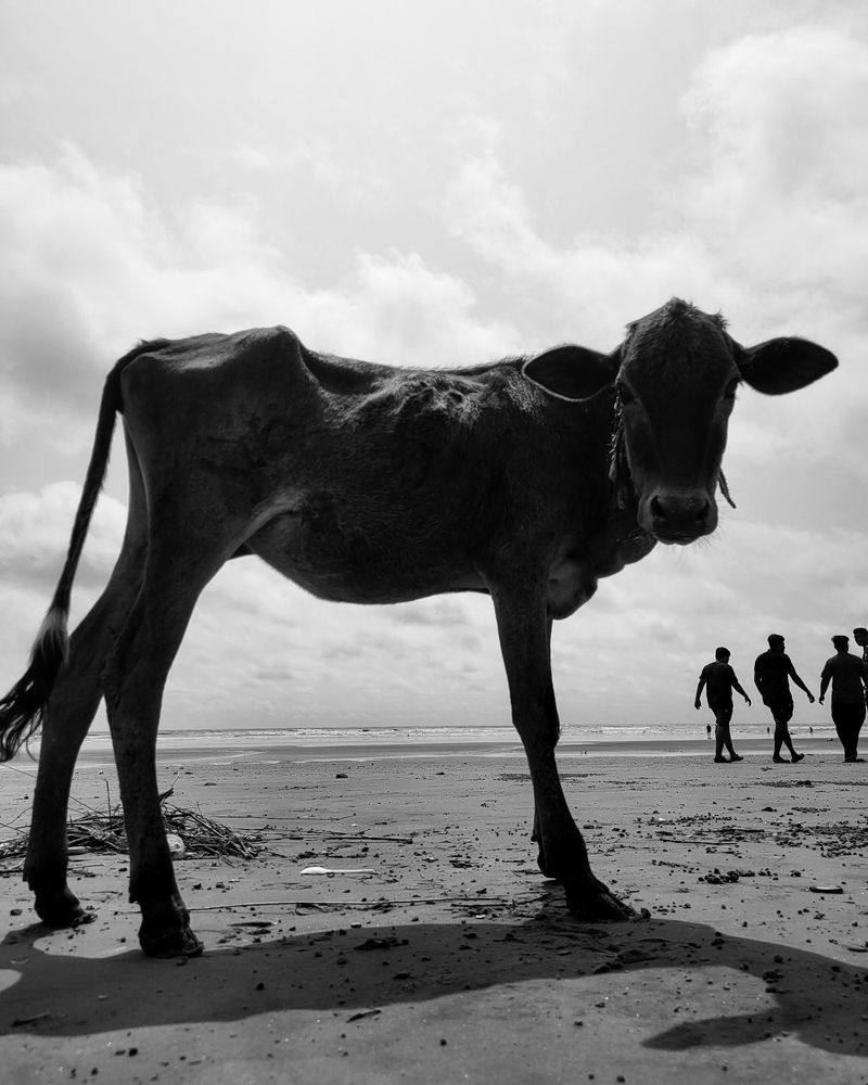 Photograph by Sukalyan Roy