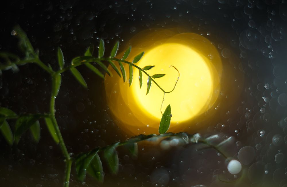 Photograph by Евгения Станевич