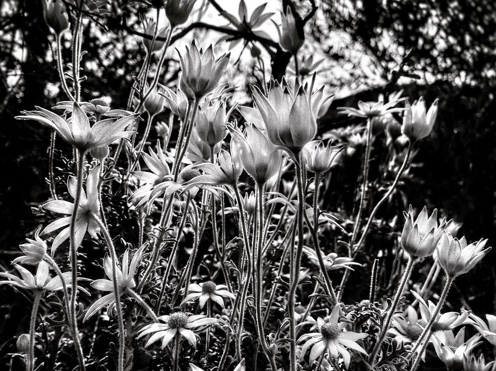 Photograph by Elisa Bond