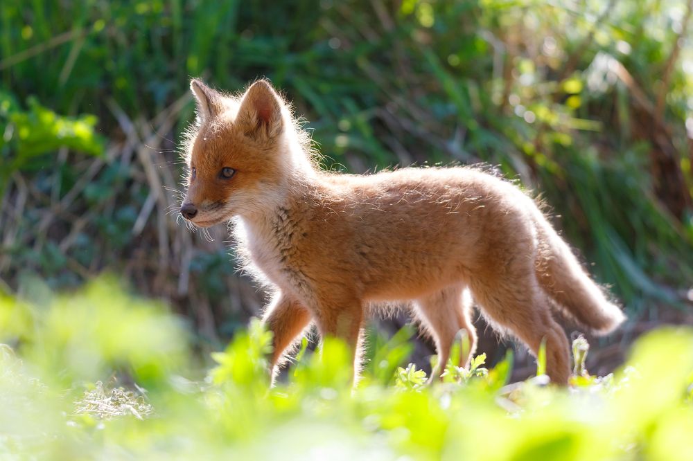 Photograph by Денис Будьков