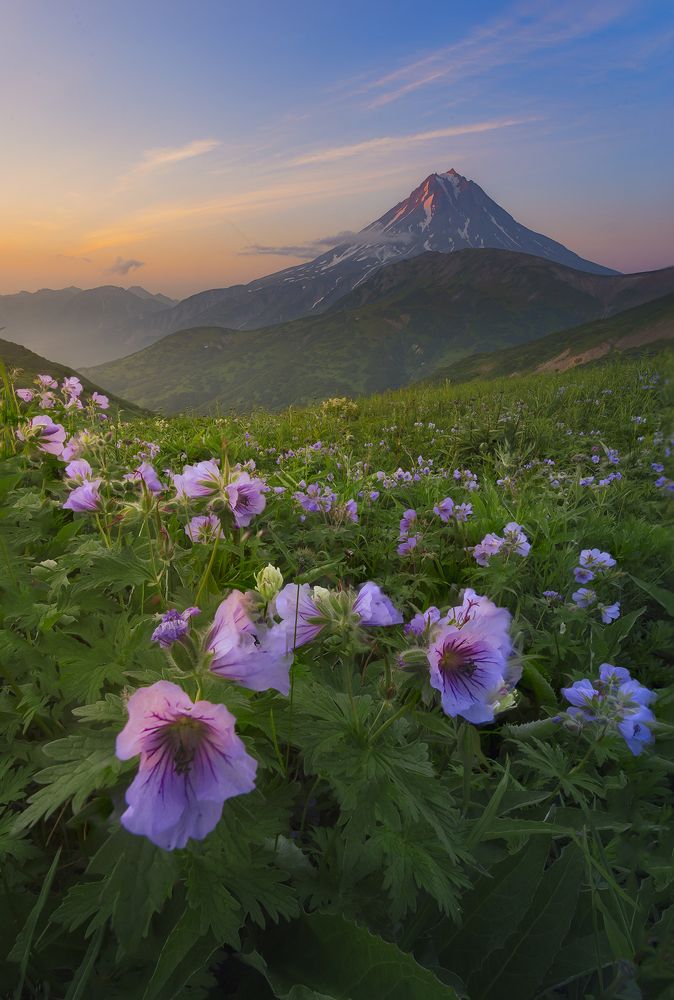Цветы и вулканы