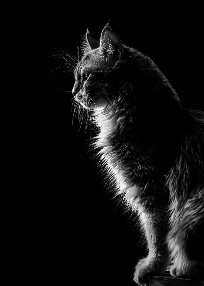 Photograph by Behnam Khoshbaten