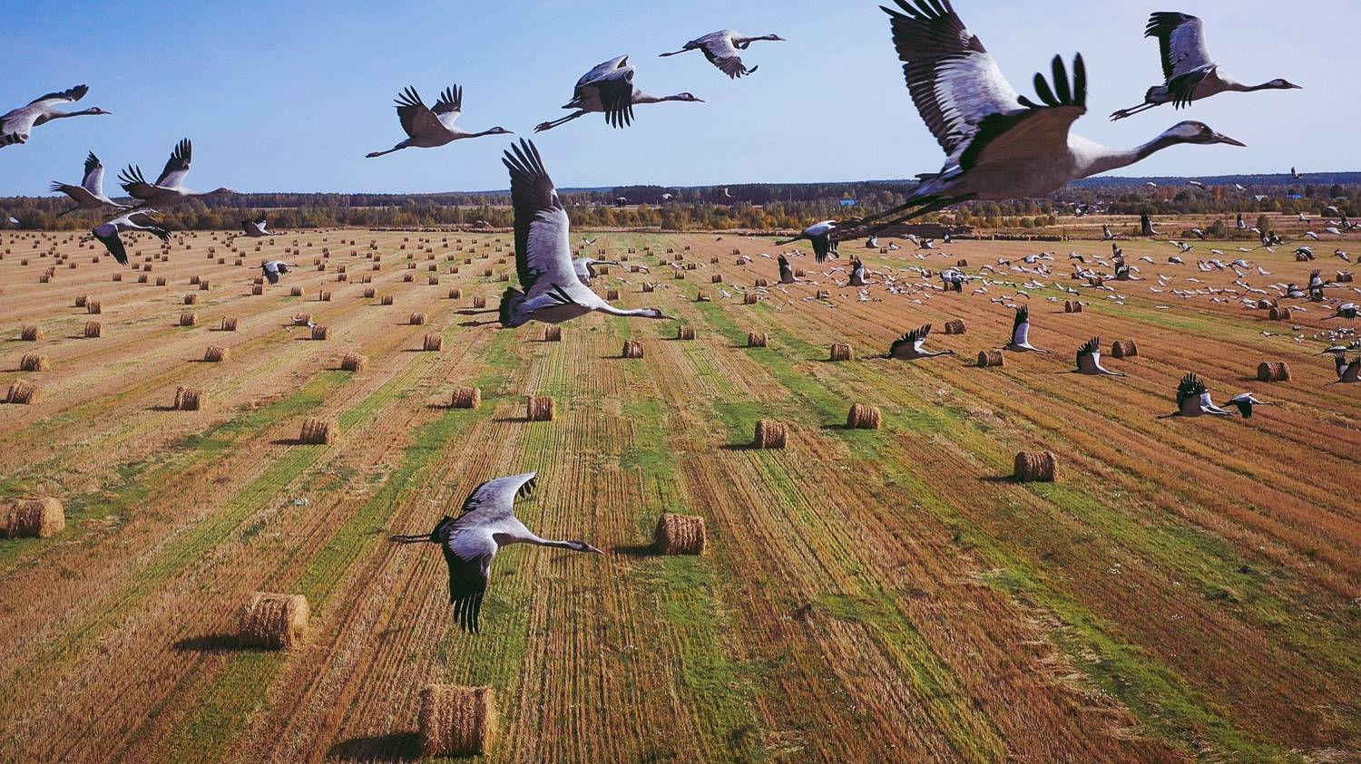 Журавли.
