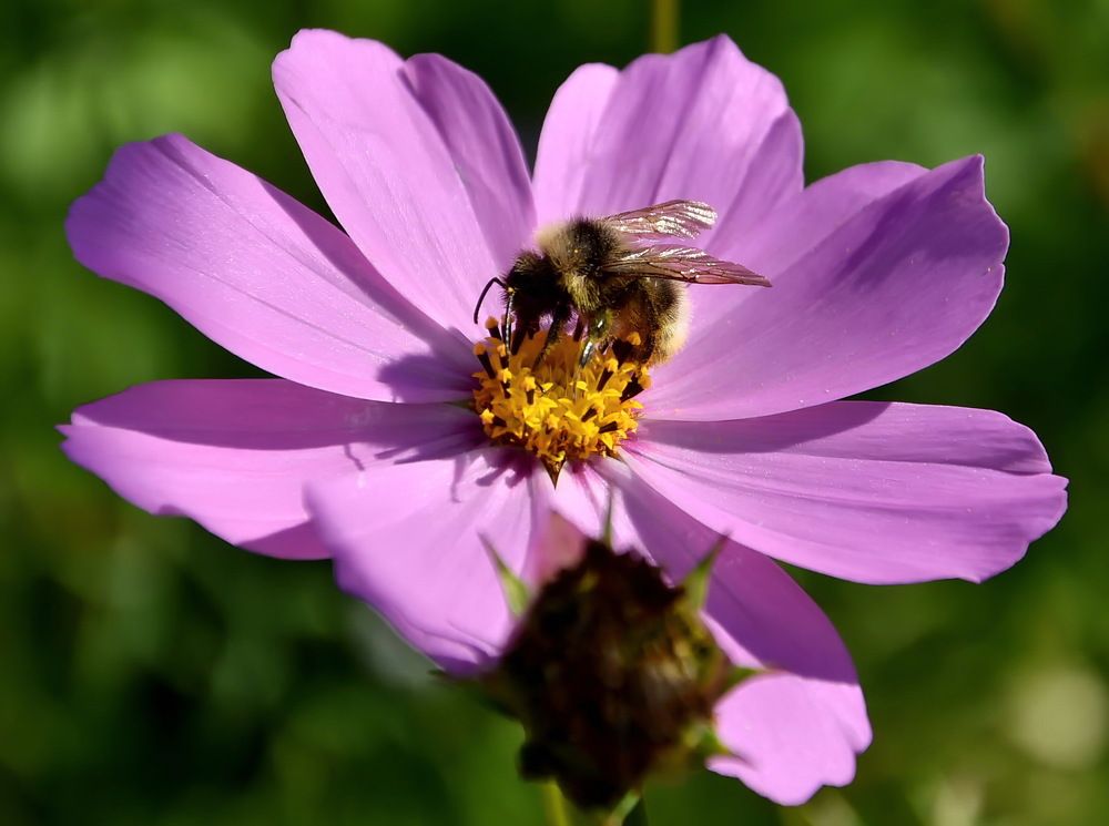 Photograph by НИНА АВЕРЬЯНОВА