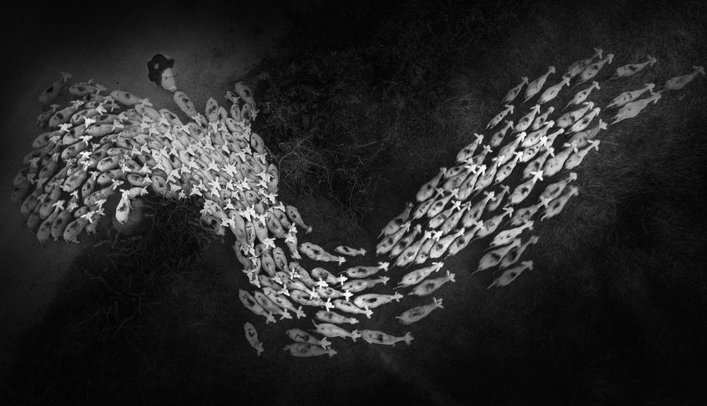 Photograph by Tuấn Nguyễn Tấn