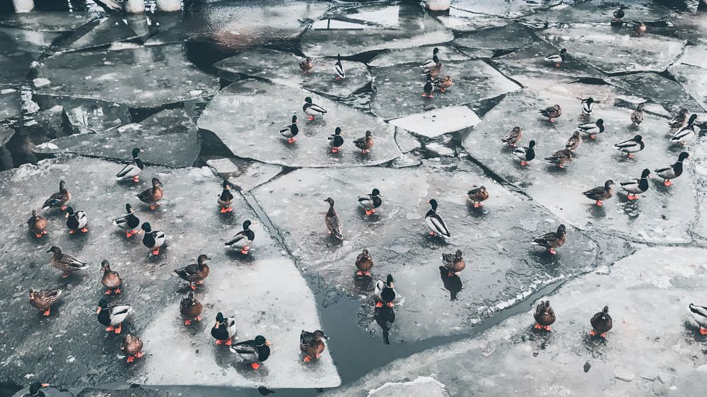 Photograph by Козинец Александр