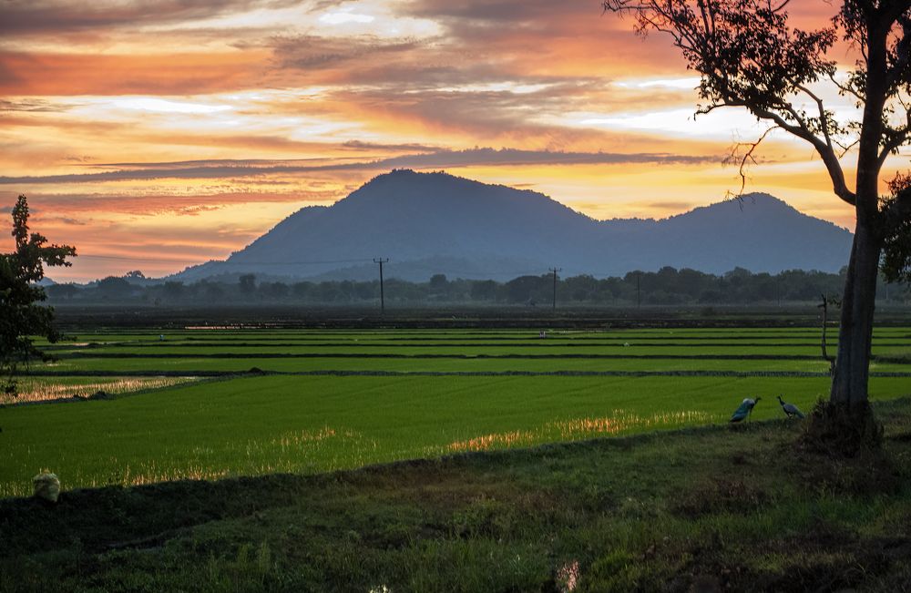Рисовые поля на закате
