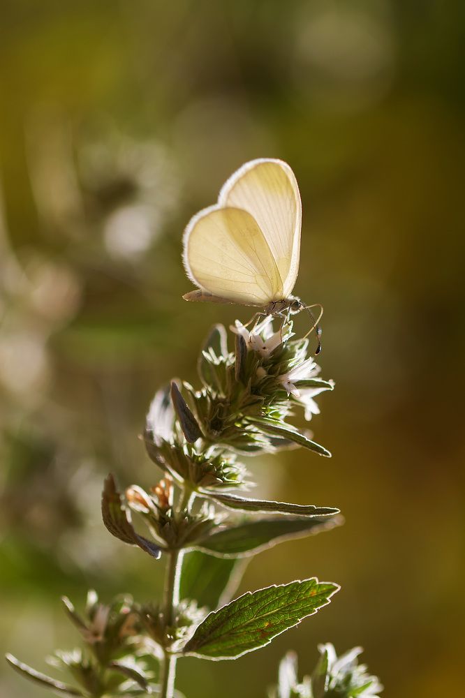 Photograph by Станка Петрова
