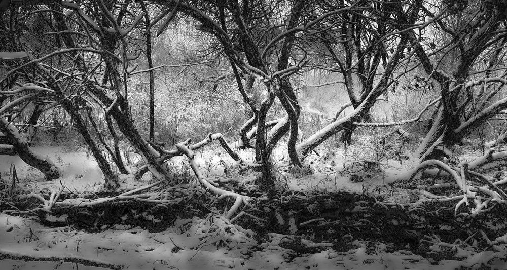 Photograph by Леонид Борисенко