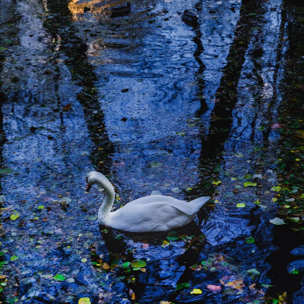 V for swan
