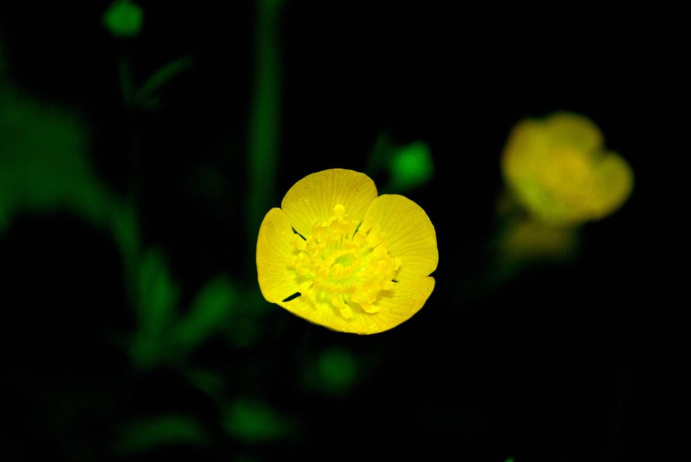 Photograph by Kote