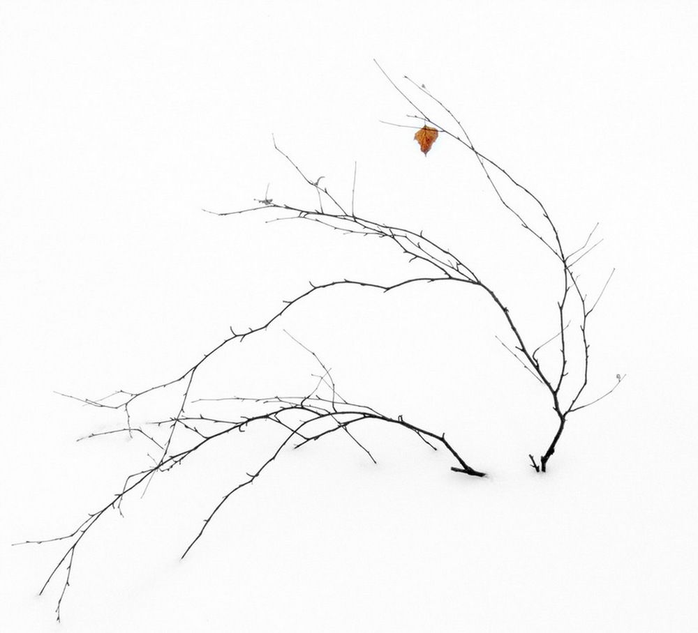 этот желто-одинокий...