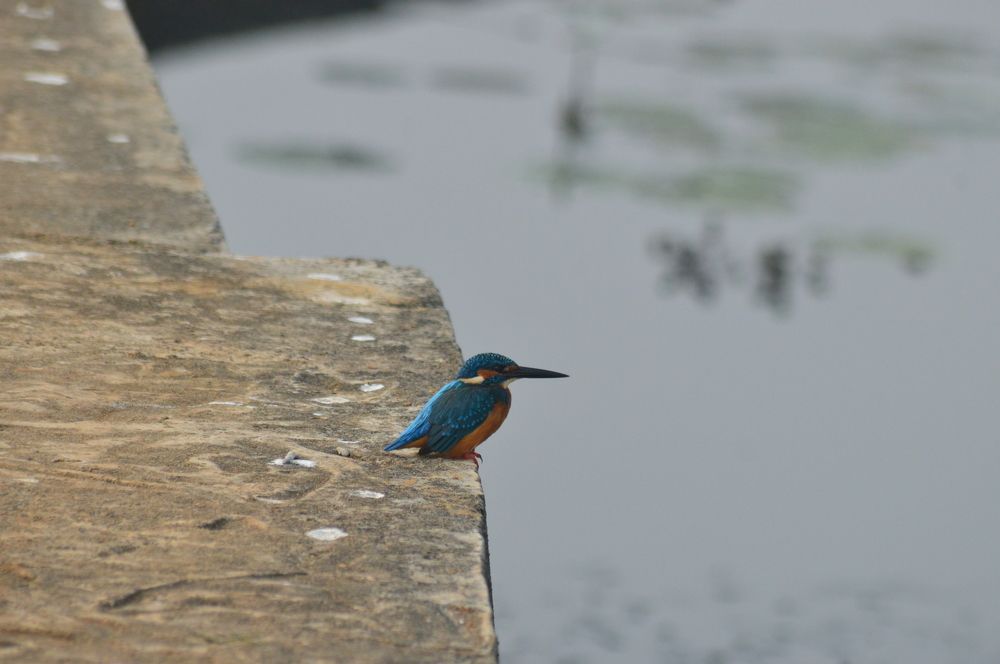 Kingfisher watching for the food