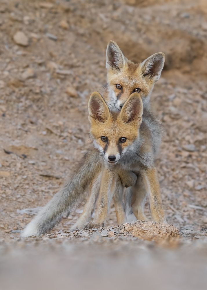 Photograph by sajjad saadat