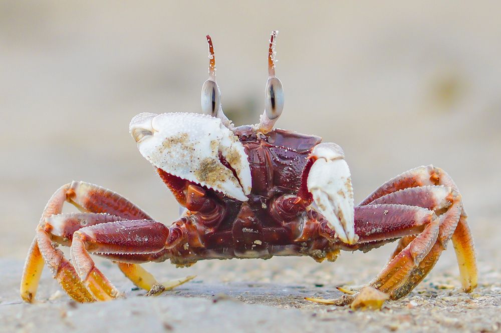 Photograph by Faiz Asali