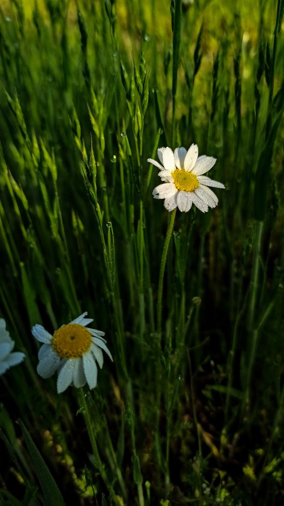 Photograph by Kate Hondochka