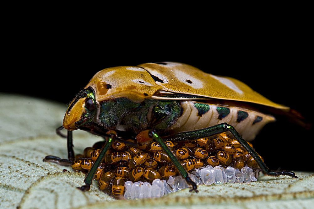 Photograph by Anirban Dutta