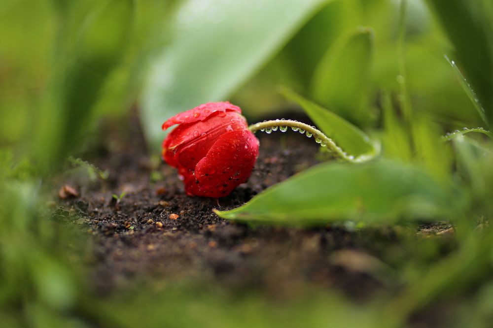 После дождя