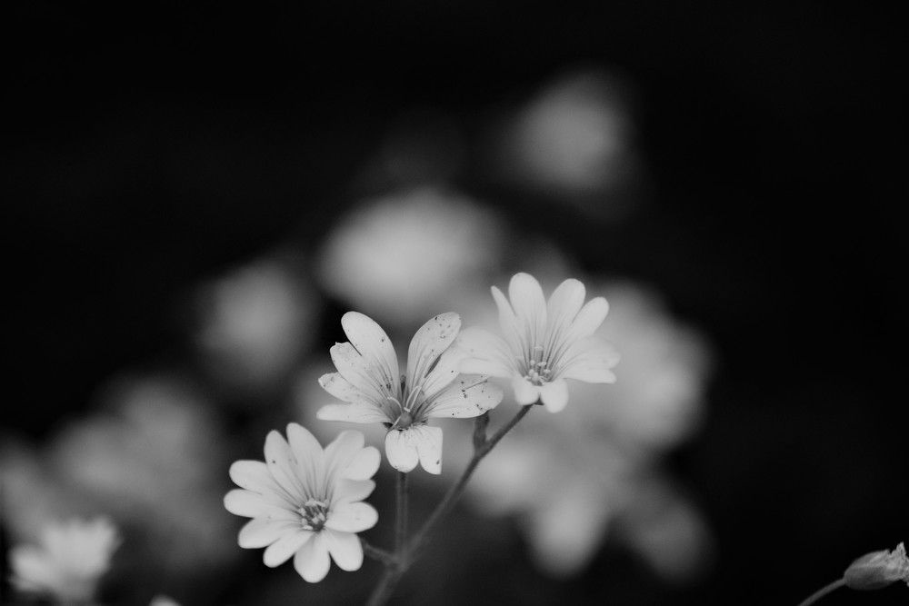 Photograph by Лариса Стрекулева