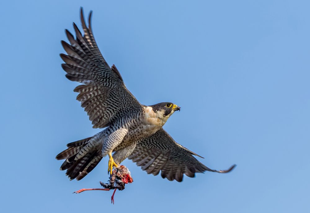 FALCON CARRYING STILT