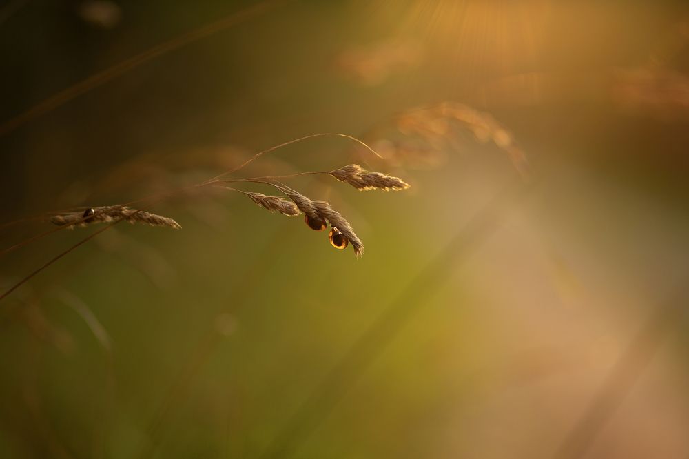 Photograph by Юлия Балюк