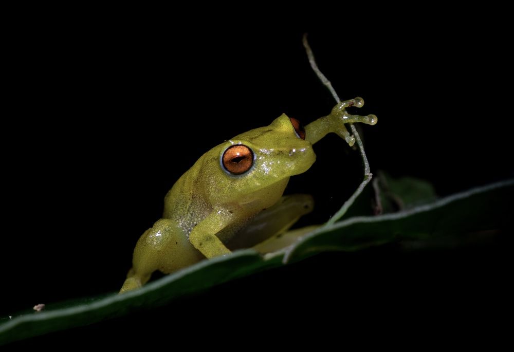 Ночь в джунглях Панамы