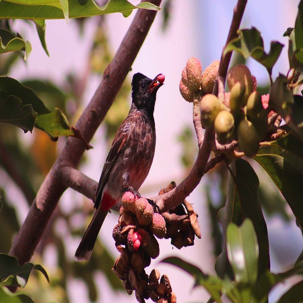 Wild life photography